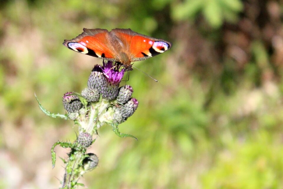 Animal summer flower