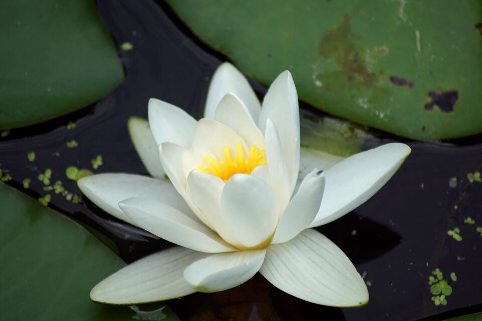 Water lily water flower crinoid