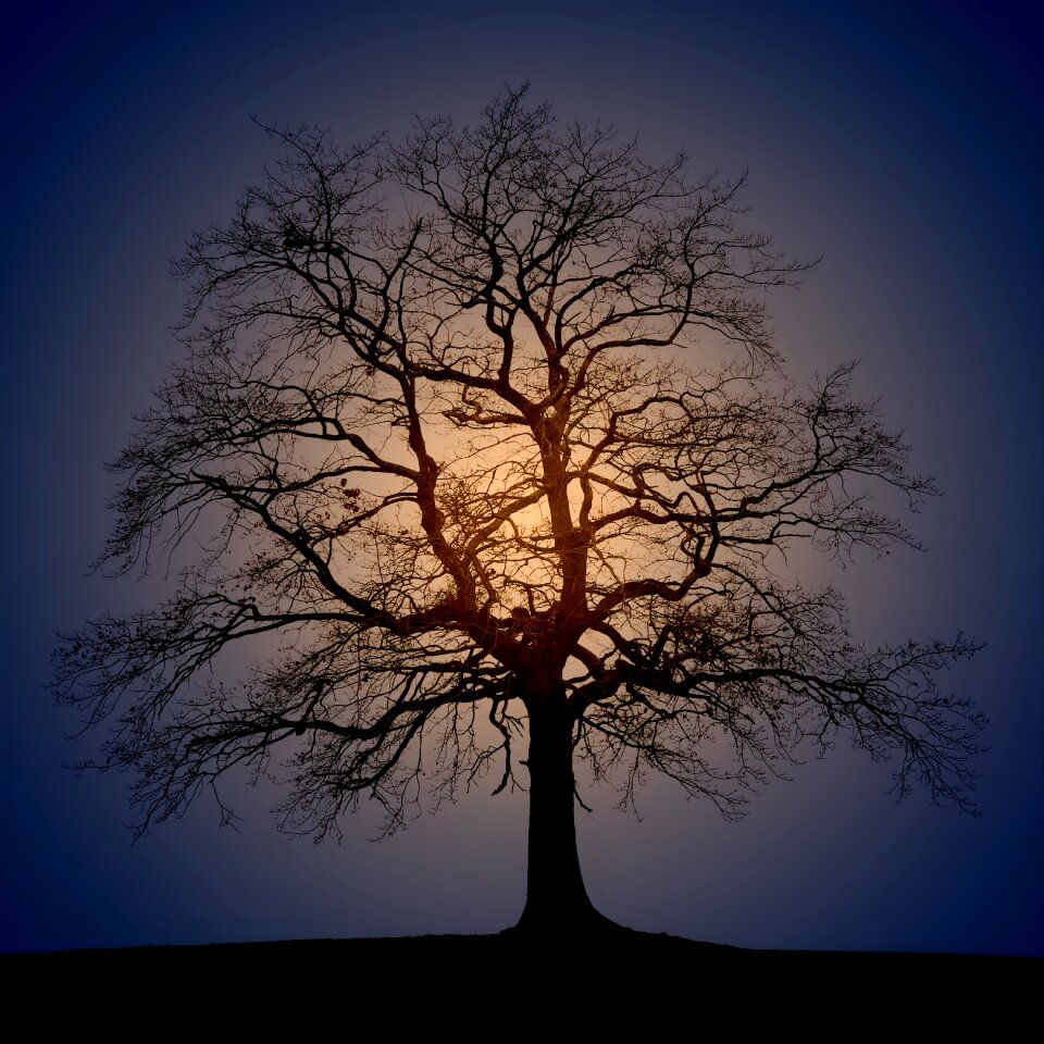 Blue orange nature