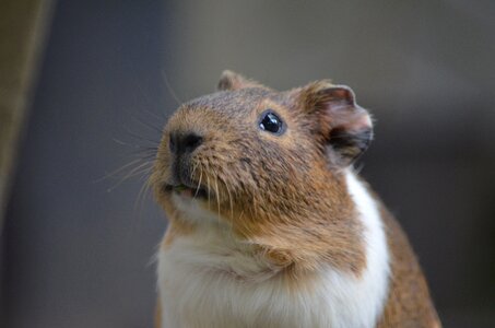 Rodent pet whiskers