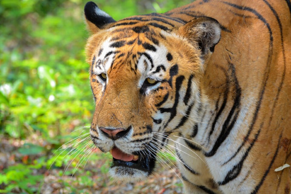 Bannerghatta india wildcat
