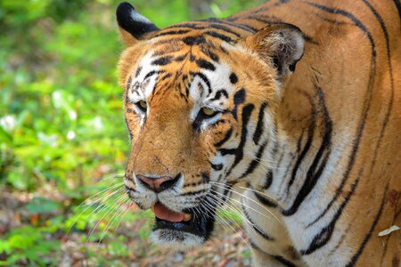 Bannerghatta india wildcat photo