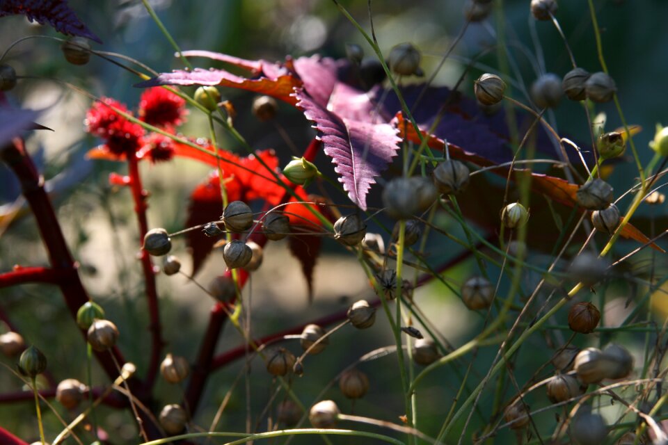 Meadow grasses backlighting