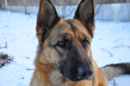 Shepherd nose animal
