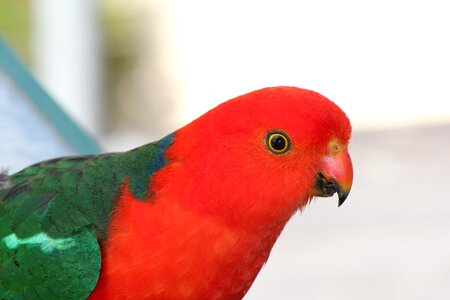 Bird animal king-parrot