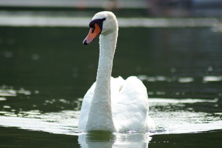 Swan white feather
