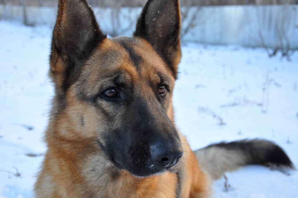 Shepherd nose animal