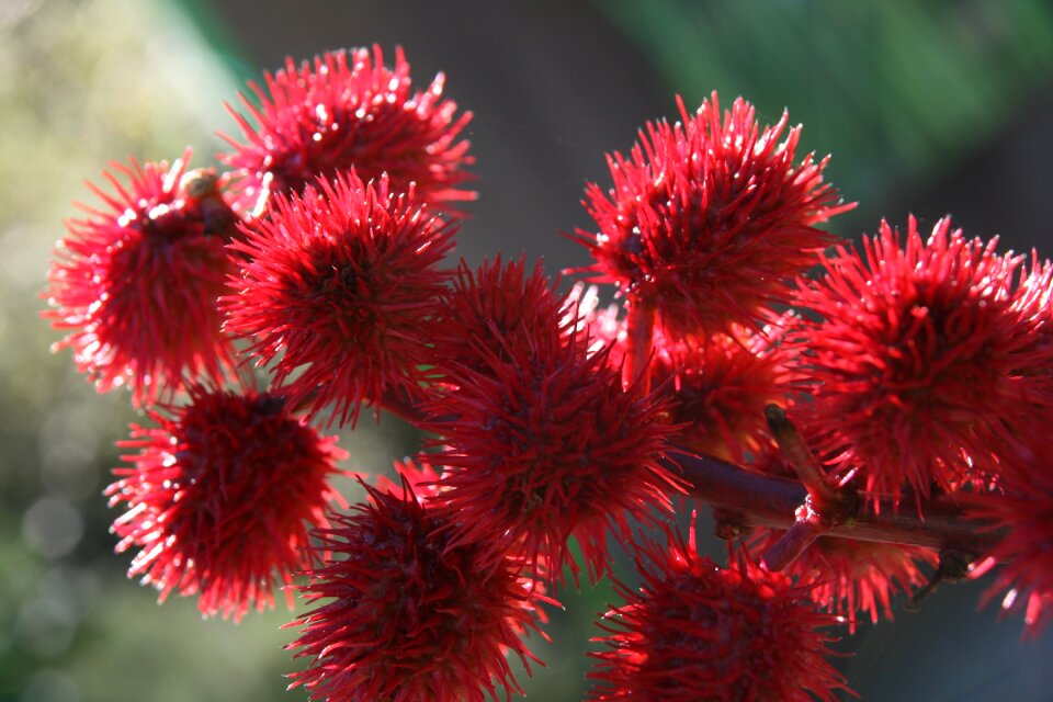 Thistle spur bright