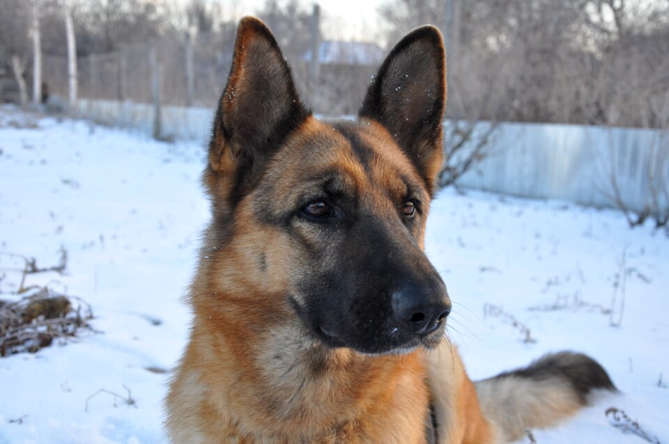 Shepherd nose animal