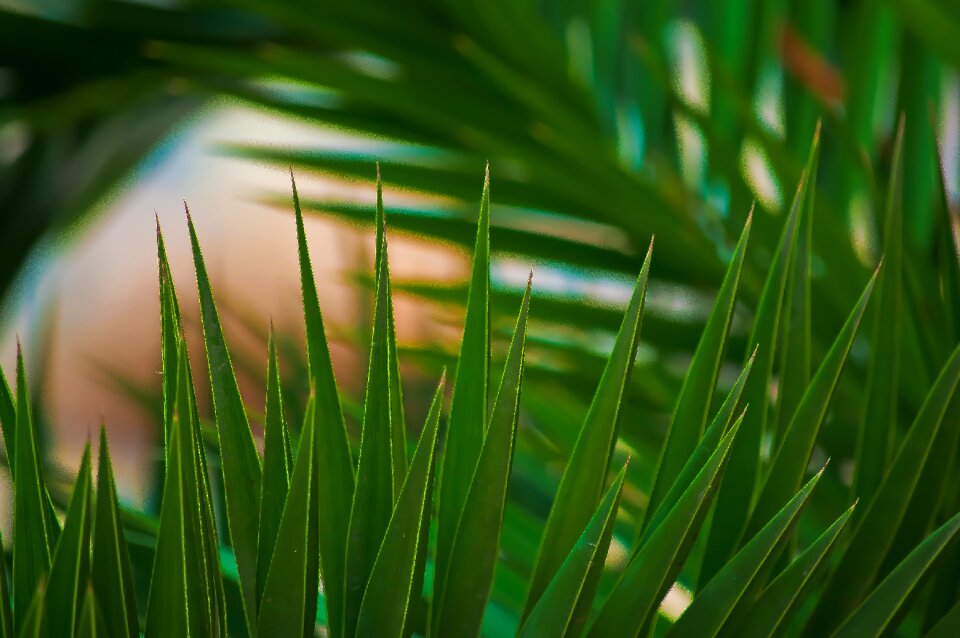 Botany nature tropical