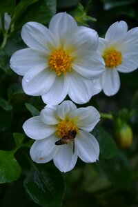Insect petals plants