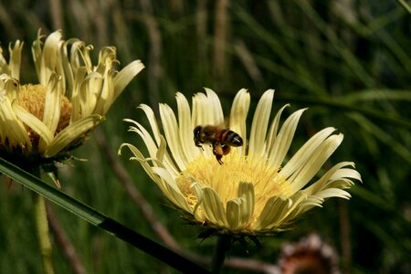 Flower blossom bloom photo