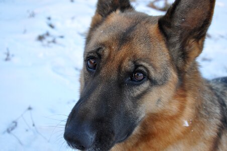 Pet shepherd nose photo