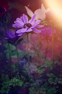 Blossom bloom purple