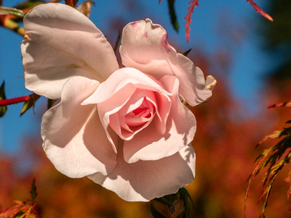 Autumn mood garden flowers
