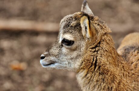 Wild animal european mouflon ungulate
