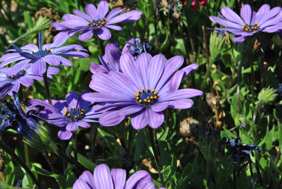 Plants behold blossom