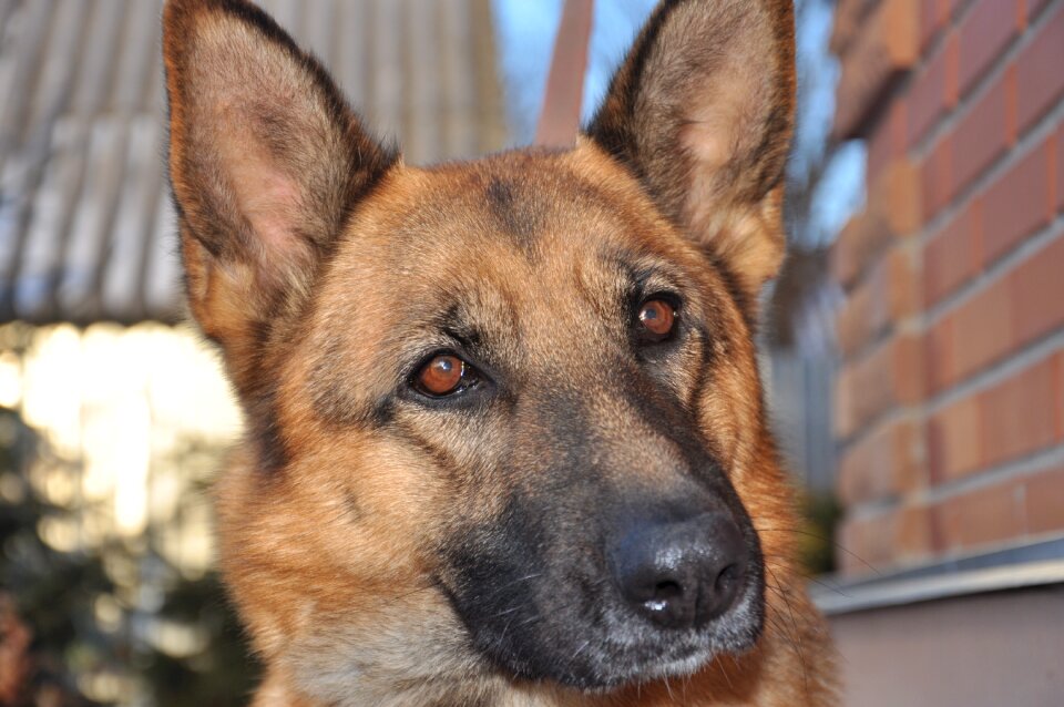 Pet shepherd animal