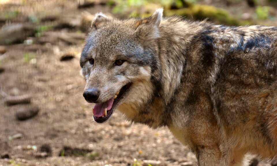 Pack animal carnivores nature