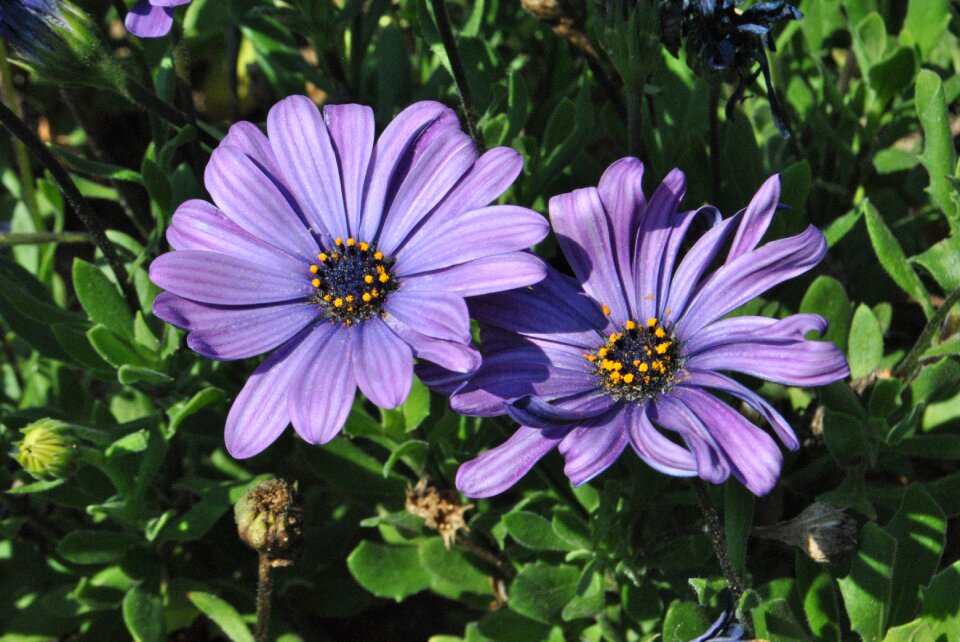 Plants behold blossom