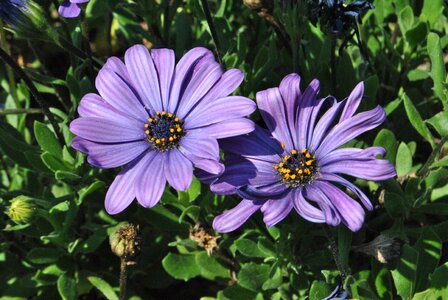Plants behold blossom