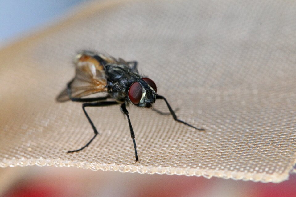 Insect macro flying insect