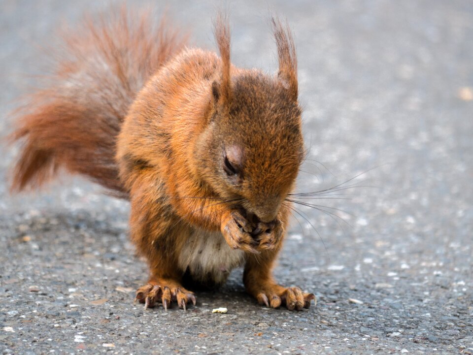 Foraging possierlich animal