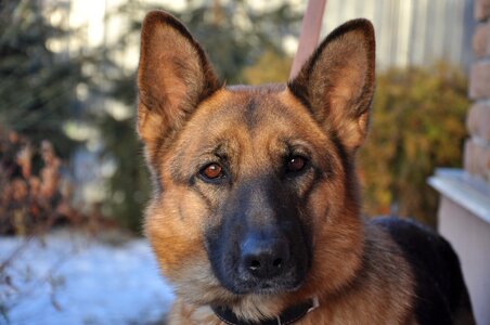 Shepherd nose animal