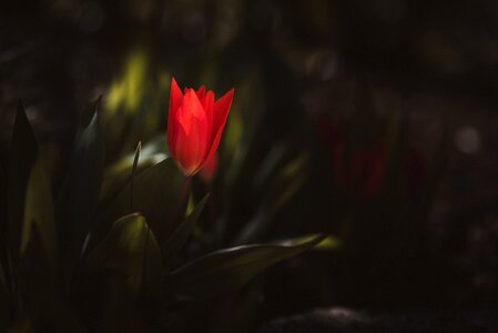 Red red tulip spring flower photo