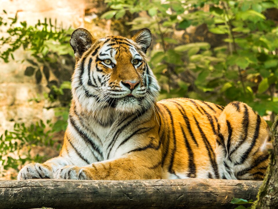 Big cat dangerous animal