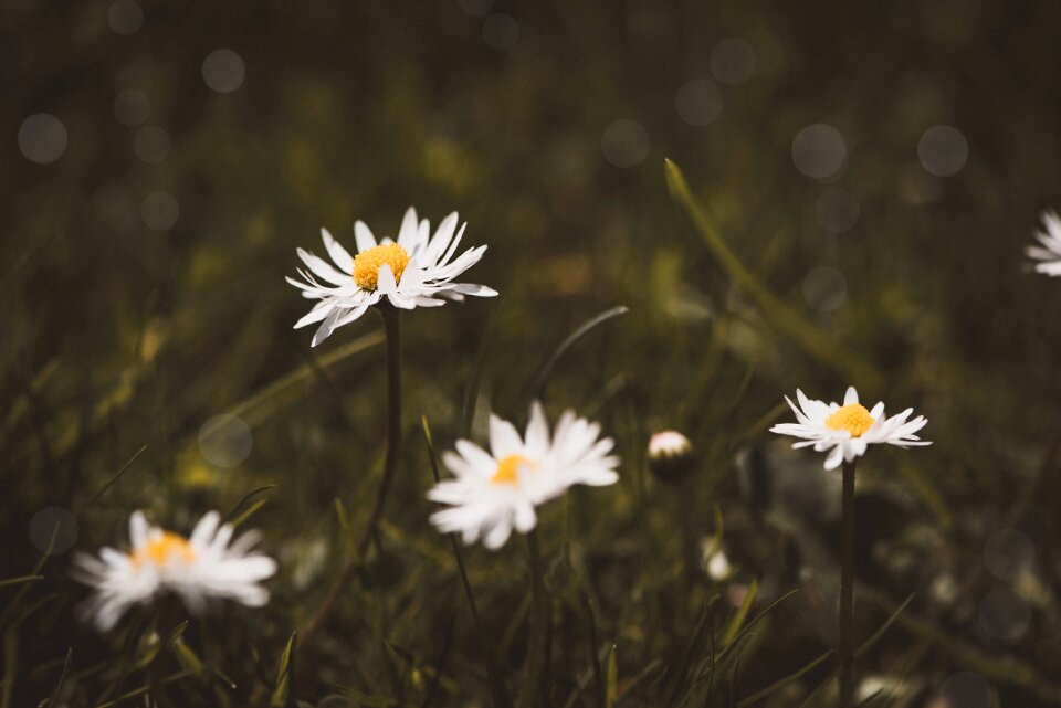 Flowers white flowers meadow