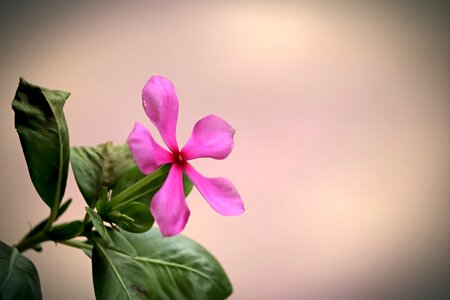 Bloom nature plant