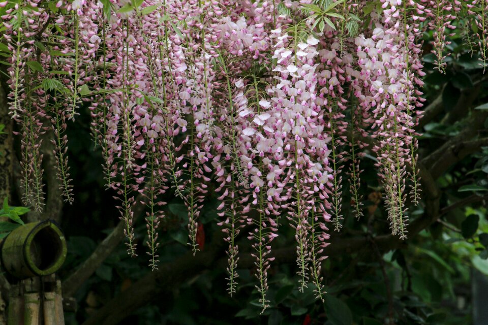 Flowers flowering wisteria