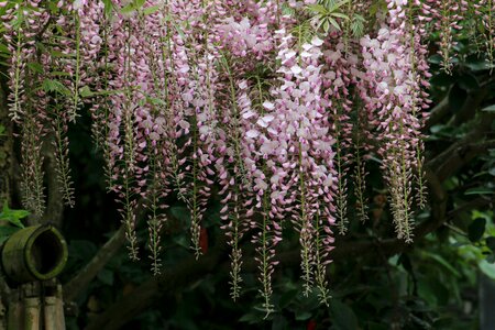 Flowers flowering wisteria