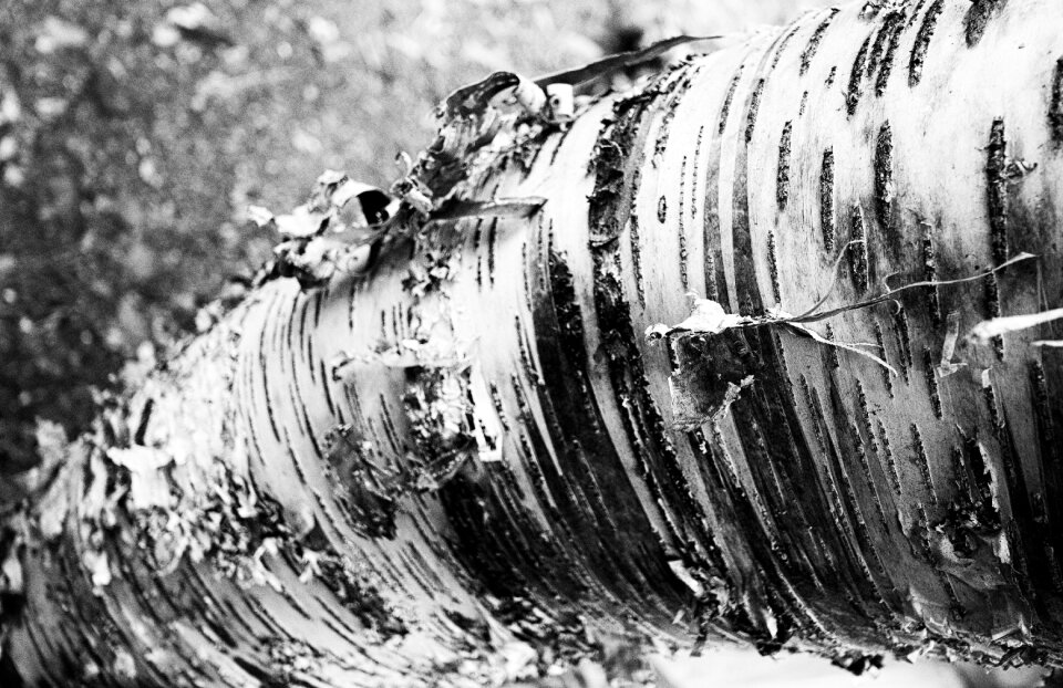 Wood texture birch bark