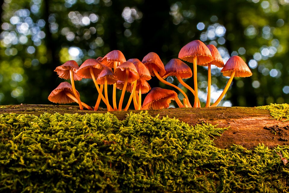 Small mushroom forest mushrooms moss