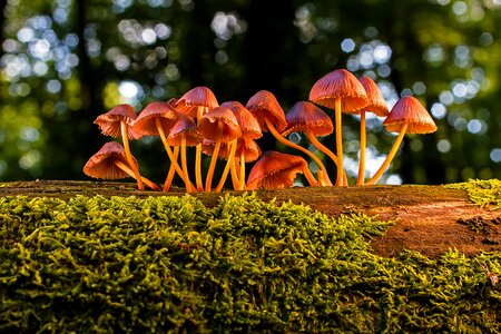 Small mushroom forest mushrooms moss photo