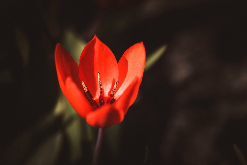 Red tulip garden in the garden