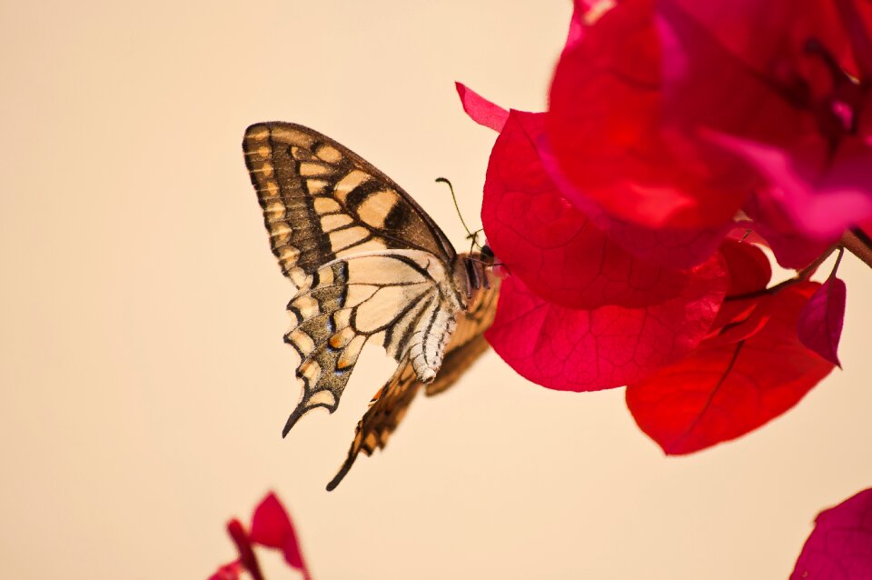 Warm nature blossom