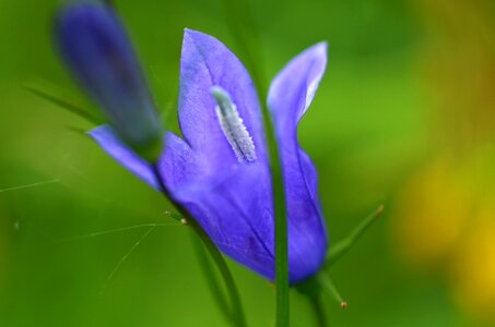 Blue macro detail