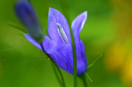 Blue macro detail photo