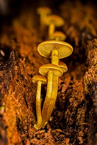 Small mushroom forest mushrooms disc fungus