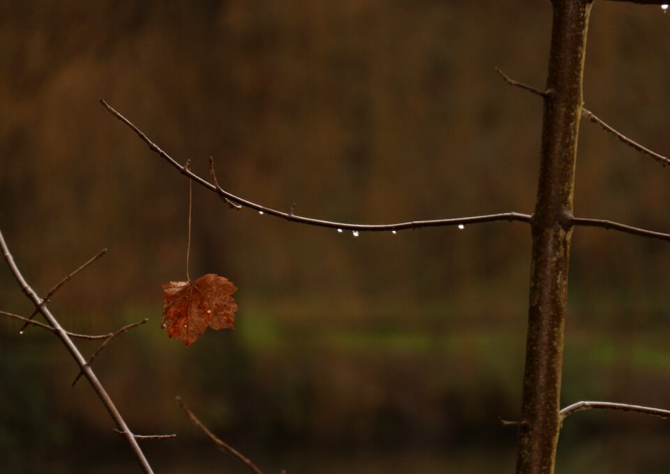 Trees leaves mystic