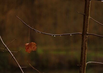Trees leaves mystic