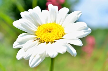 Yellow white white macro