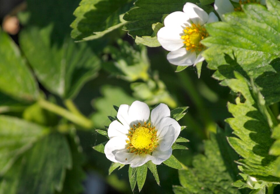 Fragaria spring blossom