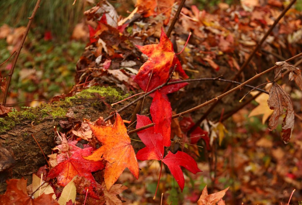Trees leaves mystic