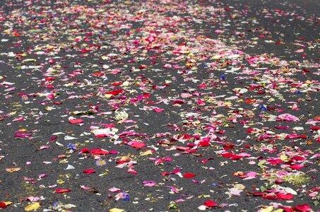 Flower petals the tradition of religious ceremonies