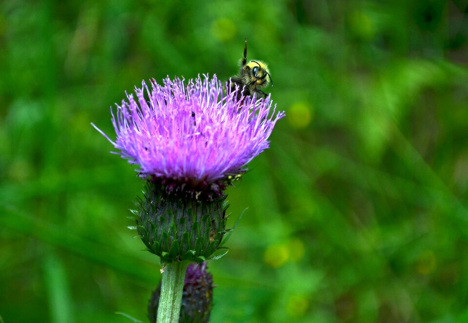Funny macro detail