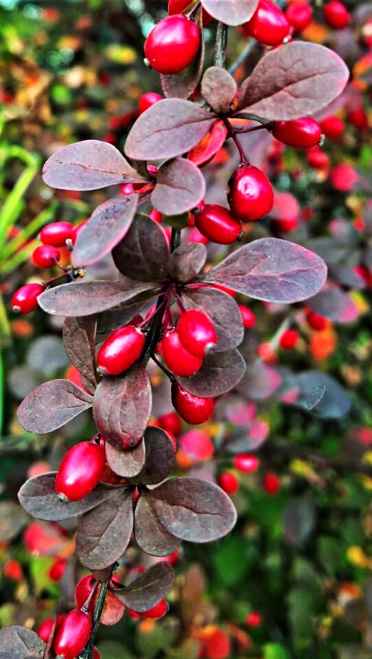 Autumn shiny hedge plant